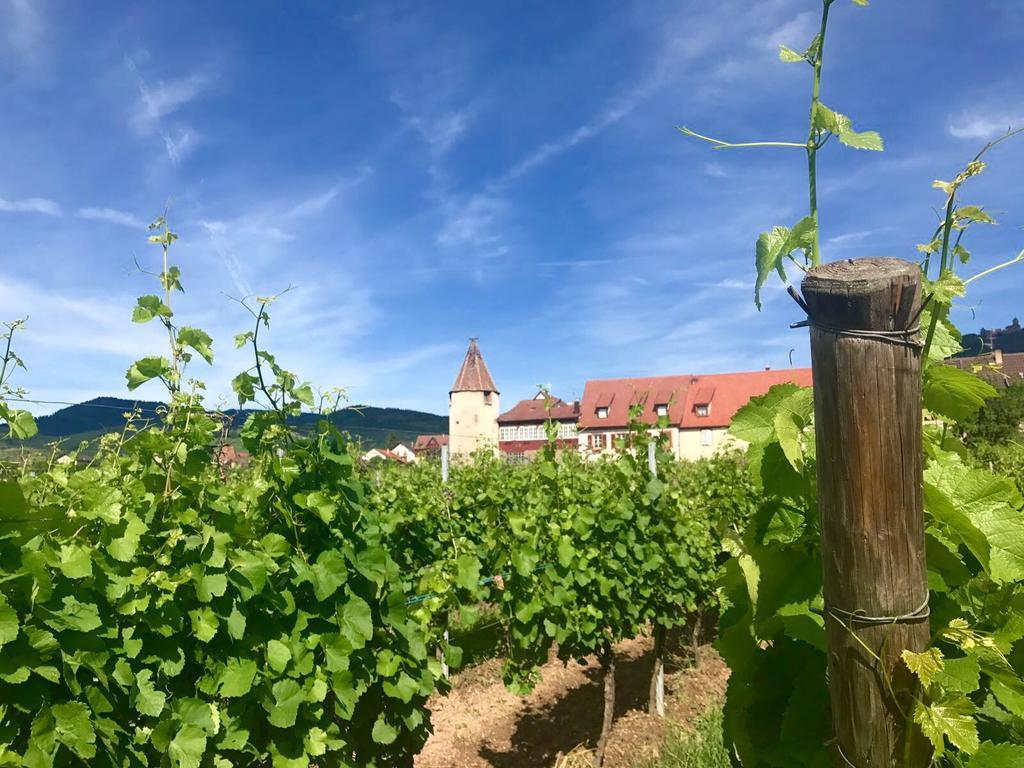 Munsch Restaurant & Wellness, Colmar Nord - Haut-koenigsbourg
